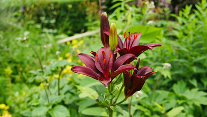 beautiful botanical shot, natural wallpaper, close-up of a burgundy dark red lily flower 