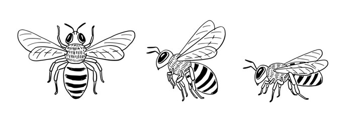 Hand-drawn honey bee illustration set: top view, flying side view, and sitting side view - obrazy, fototapety, plakaty