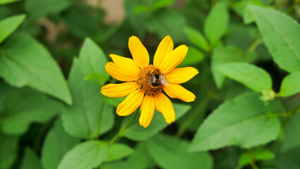 bumble bee eating collecting nectar pollen from beautiful yellow heliopsis flower in the garden, green background 