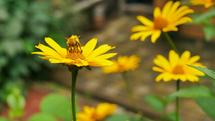 bumble bee eating collecting nectar pollen from beautiful yellow heliopsis flower in the garden, green background 