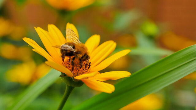 bumble bee eating collecting nectar pollen from beautiful yellow heliopsis flower in the garden, green background 