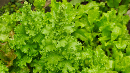 lettuce, beet and other greens plant leaves growing in the garden. Early harvest. Concept of healthy eating lifestyle diet nutrition.