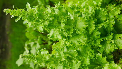 lettuce, beet and other greens plant leaves growing in the garden. Early harvest. Concept of healthy eating lifestyle diet nutrition.
