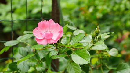 Obraz premium beautiful pink rose in the garden, garden bush rose rosale surrounded by green leaves