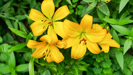 yellow lilium lily flowers in the garden, home gardening decoration ideas