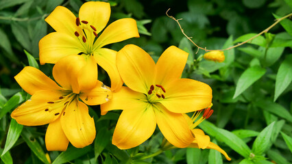 Obraz premium yellow lilium lily flowers in the garden, home gardening decoration ideas