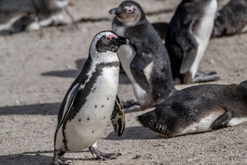 Naklejka premium creative