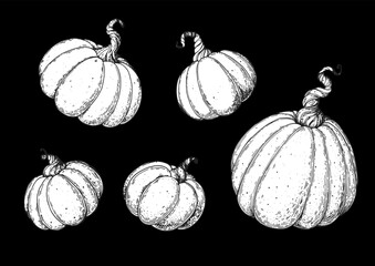 Pumpkin sketch vector illustration. Hand drawn collection. Pumpkin set. Design elements.