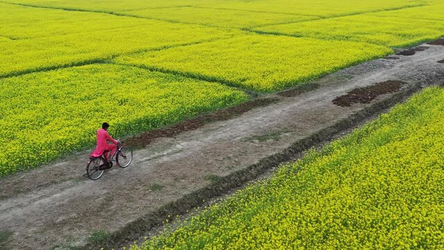 Aerial perspective of local villagers traversing a vibrant yellow mustard field on bicycles, immersing in the serene beauty of the countryside landscape. Harmony between nature, agriculture and people