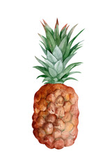 Pineapple illustration. Watercolor hand drawn illustration isolated on white background.
