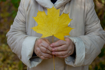 hand maple yellow leaf background forest