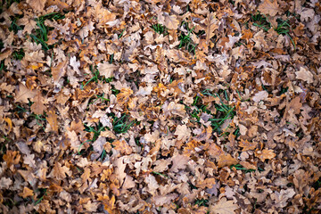 Autumn leaves background forest top view trend color