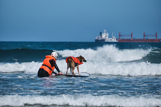 Surfer with helmet and life jacket teaching his german shepherd dog to surf in a port with a boat in the background