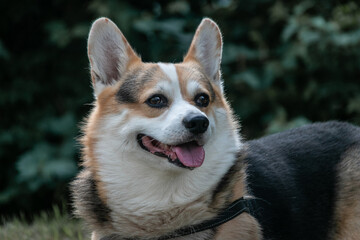 Muzzle of dog corgi welsh pembroke close-up. Corgi with open mouth and protruding tongue.