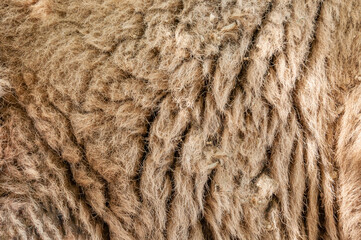 Wisent fur detail or close up. Fur texture 