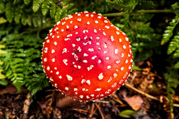 Forest Floor Mushroom