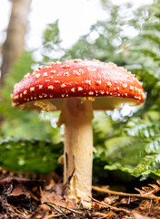 Forest Floor Mushroom