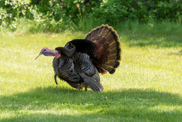 A Turkey Gobbler Strutting For A Female