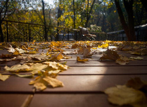 yellow fallen leaves lie on a wooden platform on a sunny day