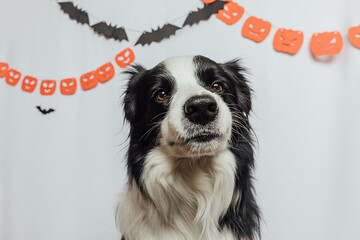 Trick or Treat concept. Funny puppy dog border collie on white background with halloween garland decorations. Preparation for Halloween party