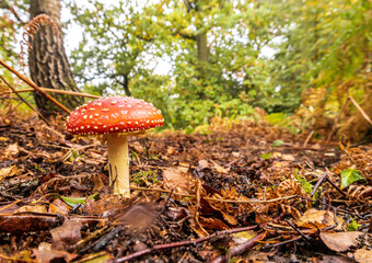 Forest Floor Mushroom