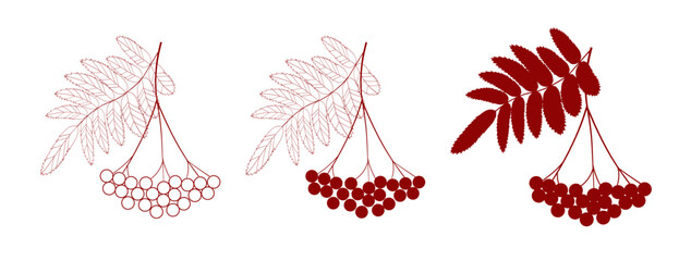 Red ripe rowan berries bunch with leaves, vector illustration on white background - obrazy, fototapety, plakaty