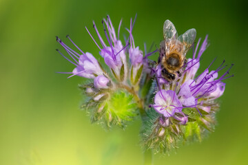 honey bee sitting on the violet flower. copy space