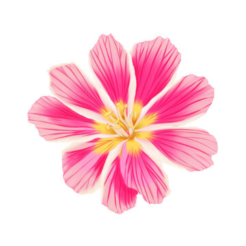 Pink White Yellow Hand Drawn Lewisia Montana State Wildflower