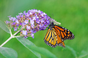 Female Monarch Butterfly (Danaus Plexippus) on Purple Butterfly Bush (Buddleja)
