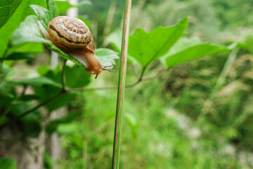 snail hanging on a green leaf