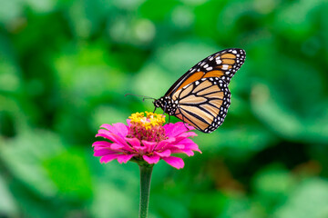 Fototapeta na wymiar Monarch Butterfly (Danaus Plexippus) on Pink Zinnia