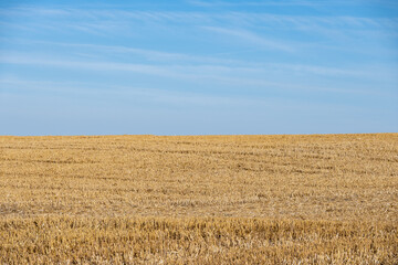 Golden stubble field after harvest under a blue sky, nature background and agriculture concept, copy space, selected focus