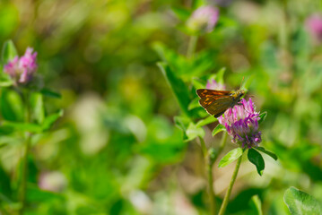 Large Skipper butterfly (Ochlodes sylvanus) perched on a pink flower in Zurich, Switzerland