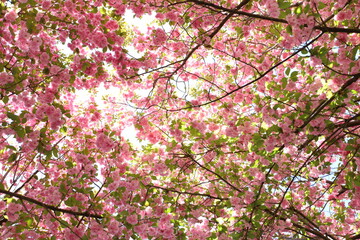 Sun Filtering Through Kwanzan Cherry (Prunus Serrulata) Blossoms