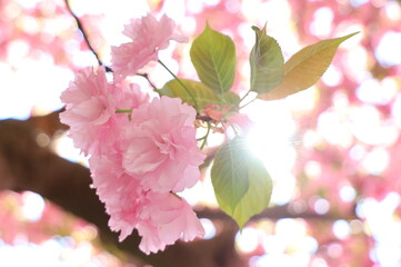Sun Filtering Through Kwanzan Cherry (Prunus Serrulata) Blossom Cluster