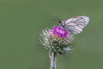 Hawthorn Butterfly (Aporia crataegi) on plant