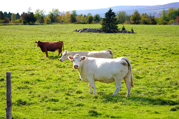 Charolais cow with other cows on background