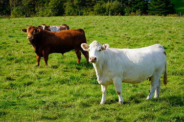 Fototapeta na wymiar Charolais cow with other cows on background