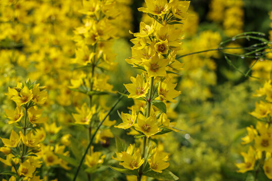Lysimachia punctata, the dotted loosestrife, large yellow loosestrife, circle flower, or spotted loosestrife, is a flowering plant species in the family Primulaceae.