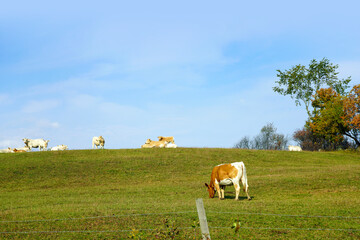 Guernsey cattle cows in a field