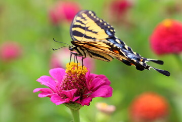 Female Eastern Tiger Swallowtail (Papilio Glaucus) on Pink Zinnia