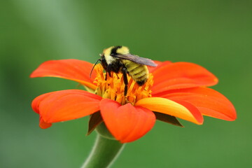 Yellow Bumble Bee (Bombus Fervidus) on Mexican Sunflower (Tithonia Rotundifolia)