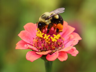 Common Eastern Bumble Bee (Bombus Impatiens) on Peach Colored Zinnia