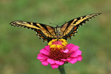 Eastern Tiger Swallowtail (Papilio Glaucus) on Pink Zinnia