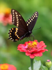Fototapeta na wymiar Male Eastern Black Swallowtail (Papilio Polyxenes) on Peach Colored Zinnia