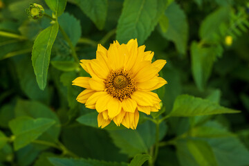 Close-up of perennial sunflower against with green background