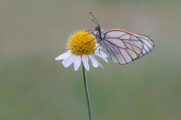 Hawthorn Butterfly (Aporia crataegi) on plant