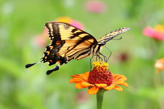 Eastern Tiger Swallowtail (Papilio Glaucus) on Orange Zinnia