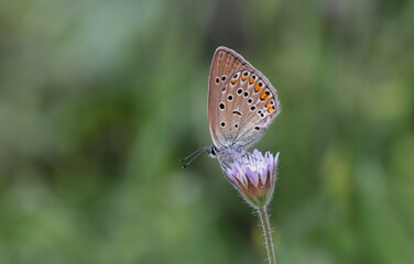 Fototapeta na wymiar Many-eyed Amanda butterfly (Polyommatus amandus) on flower