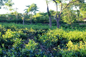 Beautiful and landscape photo of Tea garden at sylhet.